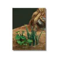 Green-Line GL-35-057 Marsh Marigold, calmus and mad-dog weed 1:32/35